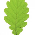Tree identification - oak leaf
